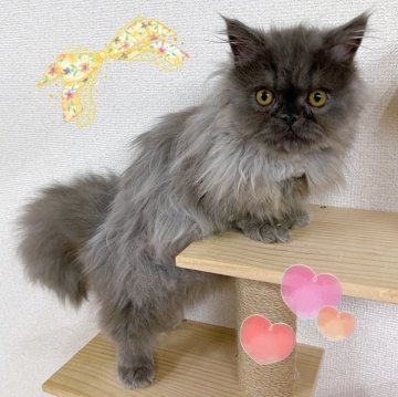 ミヌエット(短足)【東京都・女の子・2025年6月30日・ブルー】の写真「♡短足長毛ミヌエット　ブルーの女の子」