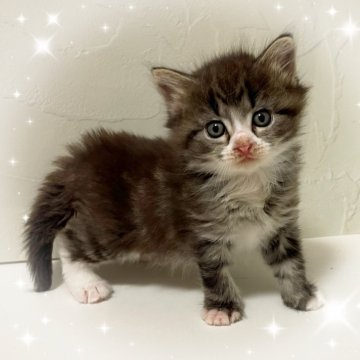 サイベリアン【東京都・女の子・2025年9月28日・ブラウンタビー&ホワイト】の写真「♡ サイベリアン　ブラウンタビーホワイトの女の子♡」