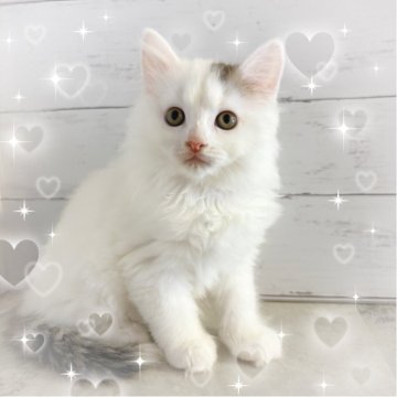 サイベリアン【東京都・女の子・2025年5月23日・ブラック&ホワイト】の写真「♡ サイベリアン　ブラック＆ホワイトの女の子♡」