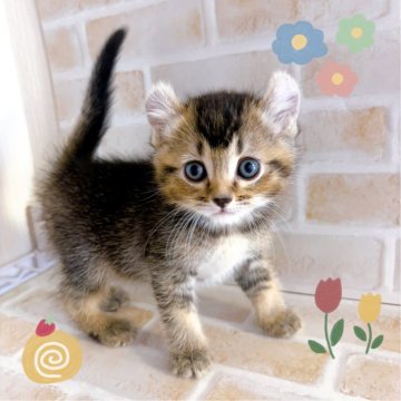 アメリカンカール【東京都・女の子・2025年3月5日・ブラウンタビー】の写真「♡アメリカンカール　ブラウンタビーの女の子♡」