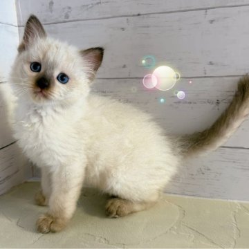 ラグドール【東京都・男の子・2025年6月10日・シールポイント】の写真「♡ラグドール　シールポイントの男の子♡♡」