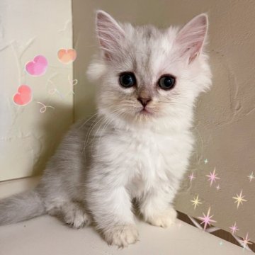 ミヌエット(短足)【東京都・女の子・2025年8月21日・シルバー&ホワイト】の写真「♡ミヌエット　中足シルバー＆ホワイトの女の子♡」