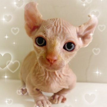 ドウェルフ【東京都・男の子・2025年9月4日・クリーム（無毛）】の写真「♡無毛短足耳カール　ドゥエルフ　クリームの男の子♡」
