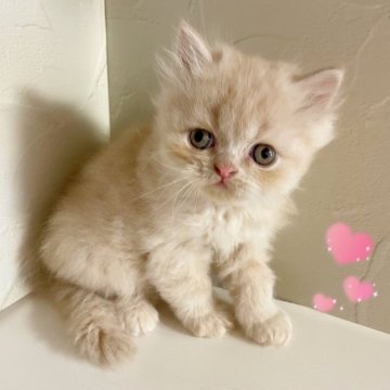 エキゾチックショートヘア【東京都・男の子・2025年8月5日・クリーム&ホワイト】の写真「♡ エキゾチック　クリーム＆ホワイトの男の子♡」