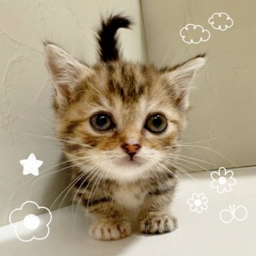 マンチカン(短足)【東京都・女の子・2025年9月10日・ブラウンパッチドタビー】の写真「♡短足マンチカン　ブラウンパッチドタビー♡」