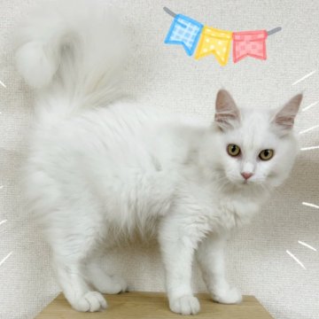 サイベリアン【東京都・女の子・2025年1月18日・ホワイト】の写真「♡サイベリアン　ホワイトの女の子♡♡」