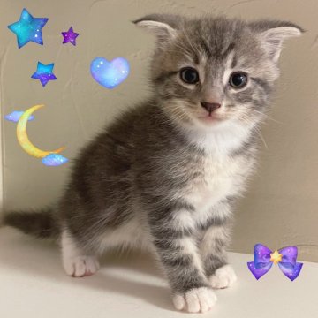 スコティッシュフォールド(折れ耳)【東京都・男の子・2025年9月18日・ブルータビー&ホワイト】の写真「♡折れ耳スコティッシュ　ブルータビーの男の子♡」