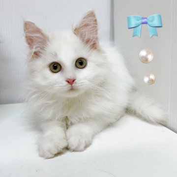 サイベリアン【東京都・男の子・2025年1月18日・ホワイト】の写真「♡サイベリアン　ホワイトの男の子」