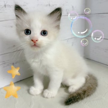 ラグドール【東京都・男の子・2025年6月13日・シールポイントバイカラー】の写真「♡ラグドール　シールポイントバイカラーの男の子♡♡」