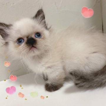 ミヌエット(短足)【東京都・男の子・2025年8月21日・シールポイント】の写真「♡短足ミヌエット　シールポイントの男の子♡」