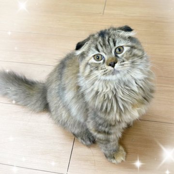 スコティッシュフォールド(折れ耳)【東京都・女の子・2025年7月20日・ブラウンタビー（長毛）】の写真「♡折れ耳長毛スコティッシュ　ブラウンの女の子♡」