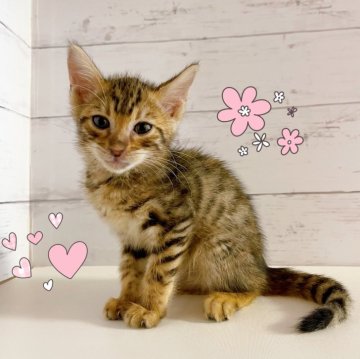 ベンガル【東京都・女の子・2025年8月30日・ブラウンスポテッドタビー】の写真「♡ベンガル　ブラウンスポテッドタビーの女の子♡」