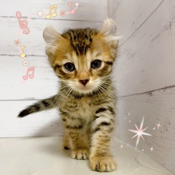 キンカロー【東京都・女の子・2025年9月16日・ブラウンスポテッドタビー】の写真「♡足長キンカローの女の子♡」