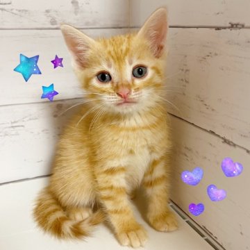 アメリカンカール【東京都・男の子・2025年9月10日・レッドタビー】の写真「♡アメリカンカール　レッドタビー男の子♡」