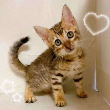 ベンガル【東京都・女の子・2025年8月30日・ブラウンスポテッドタビー】の写真「♡ベンガル　ブラウンスポテッドタビーの女の子♡」