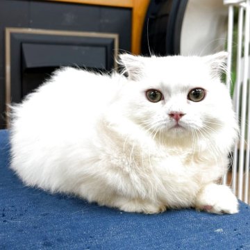 マンチカン(短足)【東京都・男の子・2025年3月16日・クリーム】の写真「♡短足マンチカン　クリームの男の子♡」