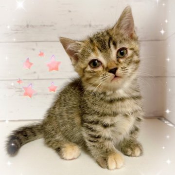 ジェネッタ【東京都・女の子・2025年9月21日・ブラウンスポテッドタビー】の写真「♡短足ジェネッタ　ブラウンスポテッドタビーの女の子」