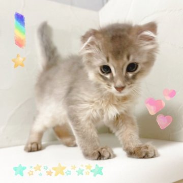 ソマリ【東京都・男の子・2025年6月8日・ブルー】の写真「♡ソマリ　ブルーの男の子♡」