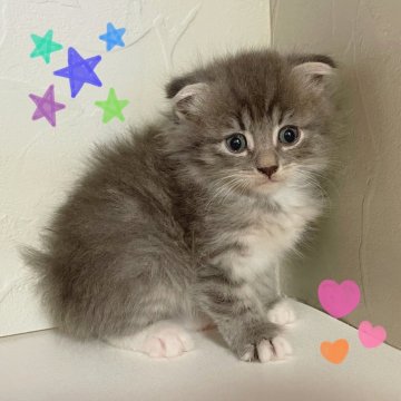 スコティッシュフォールド(折れ耳)【東京都・男の子・2025年9月18日・ブルータビー&ホワイト】の写真「♡折れ耳スコティッシュ　ブルータビーの男の子♡」