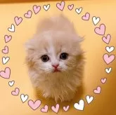 マンチカン(短足)