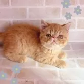 エキゾチックショートヘア【東京都・男の子・2024年12月4日・レッドタビー】の写真1