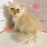 エキゾチックロングヘア