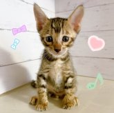 トイガー