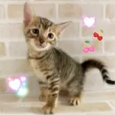トイガー