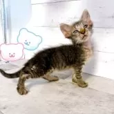 ラパーマ