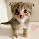 スコティッシュフォールド(折れ耳)