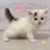サイベリアン