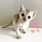 シンガプーラ