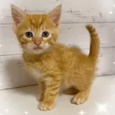 アメリカンカール