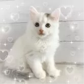 サイベリアン