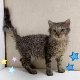 ラパーマ