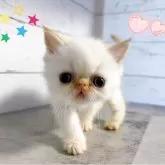 エキゾチックショートヘア