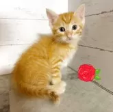 アメリカンカール