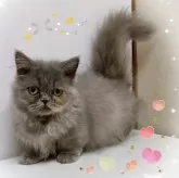 ミヌエット(短足)