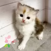 サイベリアン