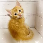 アメリカンカール