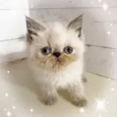 エキゾチックショートヘア