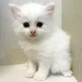サイベリアン