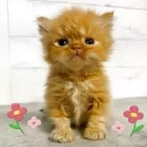 ミヌエット(短足)