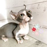 ドウェルフ