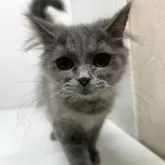 ブリティッシュロングヘア