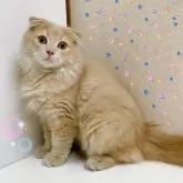 スコティッシュフォールド(折れ耳)