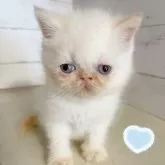 エキゾチックショートヘア