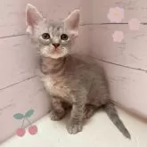 スクーカム