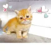 エキゾチックショートヘア