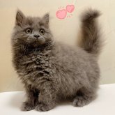 ブリティッシュロングヘア